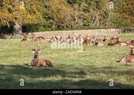 Mandria di Red Deer, Castello di Wentworth, South Yorkshire Foto Stock