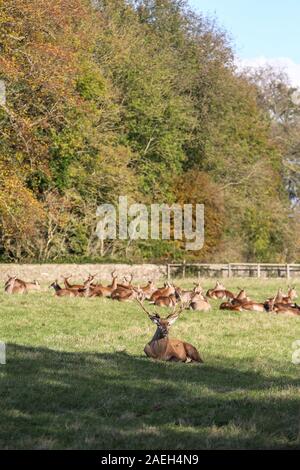 Mandria di Red Deer, Castello di Wentworth, South Yorkshire Foto Stock