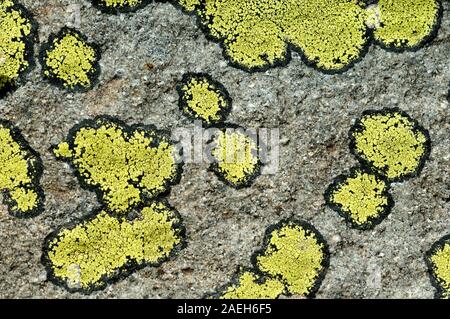 Configurazione astratta di Lichen Thalli forme di mappa Lichen Rhizocarpon geographicum, una specie di licheni crescono in zone di montagna Foto Stock