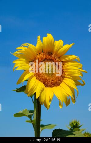 Unico comune, girasole Helianthus annuus, contro blu cielo provenzale Provence Francia Foto Stock