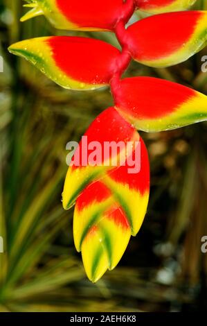 Appendere Lobster Claw aka falso uccello del paradiso, Heliconia rostrata fiore Foto Stock