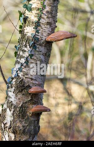 Birch polypore (Piptoporus betulinus) staffa funghi cresce esclusivamente su betulle. Semi circolare buffish disco marrone superficie superiore parte inferiore bianca. Foto Stock