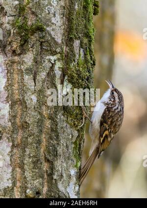 Rampichino alpestre (Certhia familiaris) lunga downcurved bill lungo il supporto rigido marrone coda ventresche upperparts underparts bianchi e una striscia di pallido over eye Foto Stock