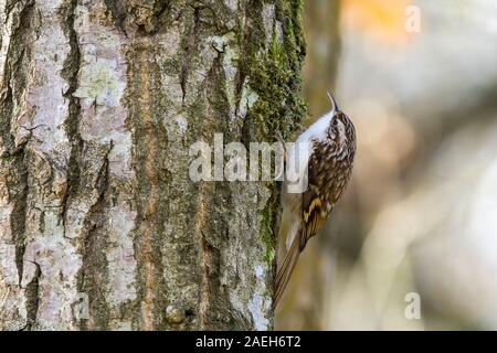 Rampichino alpestre (Certhia familiaris) lunga downcurved bill lungo il supporto rigido marrone coda ventresche upperparts underparts bianchi e una striscia di pallido over eye Foto Stock