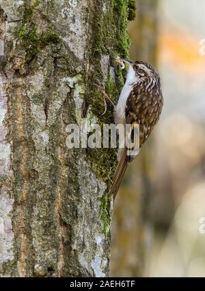 Rampichino alpestre (Certhia familiaris) lunga downcurved bill lungo il supporto rigido marrone coda ventresche upperparts underparts bianchi e una striscia di pallido over eye Foto Stock