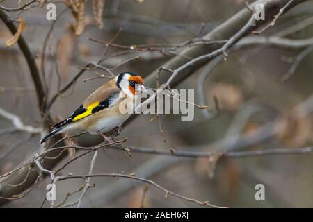 Cardellino (Carduelis) marrone sabbia corpo ventre bianco e le guance faccia rossa ali nere con ampia barra gialla coda nera con tracce di colore bianco e una corona di colore nero Foto Stock