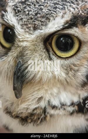 Particolare di testa di grande gufo cornuto (Bubo virginianus), conosciuto anche come il hoot o gufo tigre, caffè di gufo, Tokyo, Giappone Foto Stock