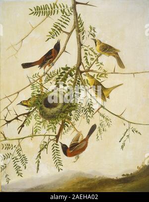 Giuseppe Bartolomeo Kidd, dopo John James Audubon, Orchard Rigogolo, 1830-1832 Orchard Rigogolo; 1830/1832 Foto Stock