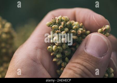 Agricoltore esaminando Sorghum bicolor raccolto in campo, stretta di mano maschio Foto Stock