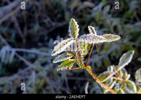 Scelto di concentrarsi su un piccolo ramo con foglie ricoperta di brina, Bokeh di fondo Foto Stock