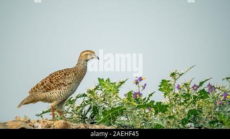 Fracolin grigio in uno spinoso prateria a secco nel centro di Maharashtra , India Foto Stock