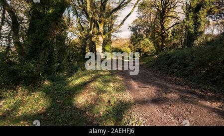 Una vista panoramica di un sentiero fangoso nei boschi Colan, i motivi ricoperta della storica Abete Hill Manor in Parrocchia Colan in Newquay in Cornovaglia. Foto Stock