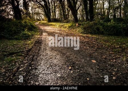 La mattina presto la luce solare scontornamento alberi in boschi Colan, i motivi ricoperta della storica Abete Hill Manor in Parrocchia Colan in Newquay in Cornovaglia. Foto Stock