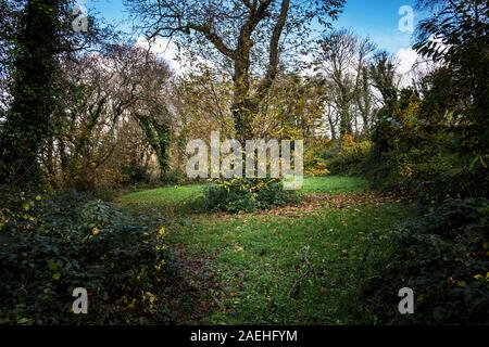 Colan boschi. Un castagno castanea sativa cresce nel terreno incolto della storica Abete Hill Manor in Parrocchia Colan in Newquay in Cornw Foto Stock