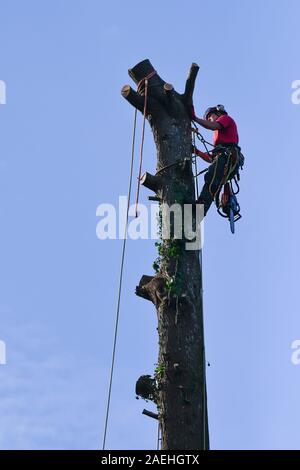 Un albero chirurgo a lavoro tagliando un albero. Foto Stock