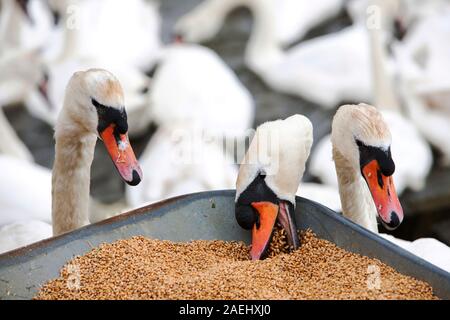 Wild Cigni (Cygnus olor) pizzicando la granella dalla barrow al momento del pasto al Abbotsbury Swannery nel Dorset, Regno Unito. Foto Stock