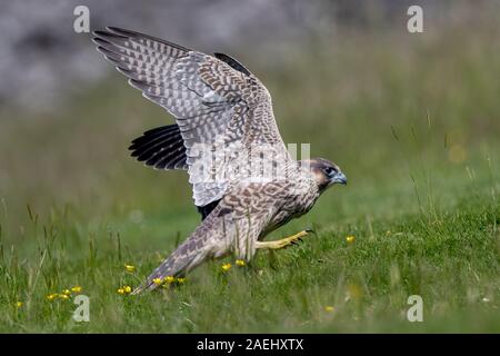 Falco pellegrino sull'erba Foto Stock