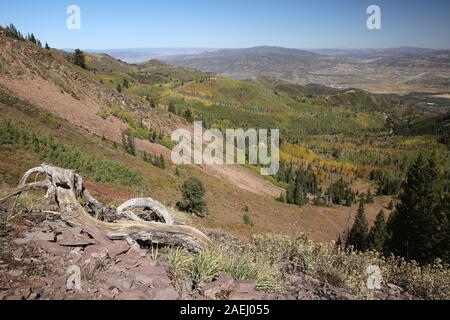 Desolazione Ridge trail, grandi pioppi neri americani Canyon dello Utah Foto Stock