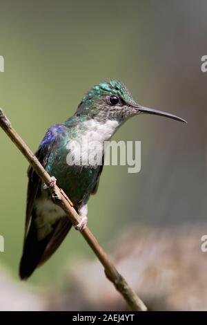 Incoronato Woodnymph (Thalurania colombica) sul ramo, Alambi Cloudforest, Ecuador Foto Stock