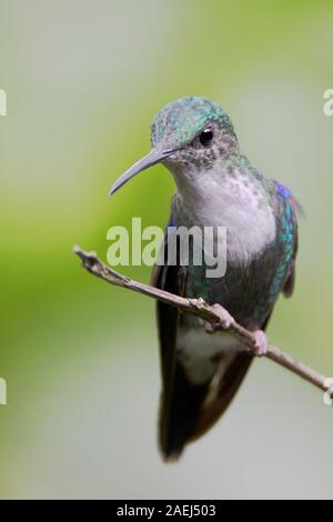 Incoronato Woodnymph (Thalurania colombica) sul ramo, Alambi Cloudforest, Ecuador Foto Stock