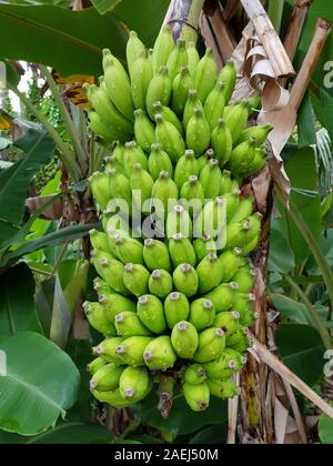 Un ramo di banane verdi appeso a un albero di banana. Grappolo di banane. Piantagione di banane Foto Stock