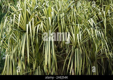 Luce tropicale Verde foglie di palma. Foglie colorate di palme tropicali Foto Stock