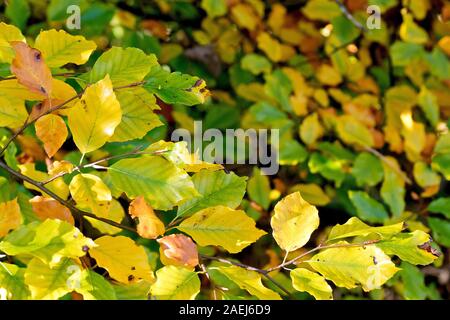 In autunno le foglie di faggio (Fagus sylvatica), come cambiano colore dal verde al giallo e al marrone. Foto Stock