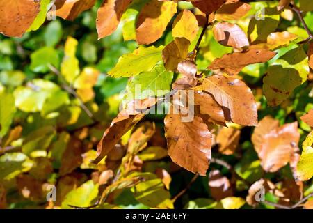 In autunno le foglie di faggio (Fagus sylvatica), come cambiano colore dal verde al giallo e al marrone. Foto Stock