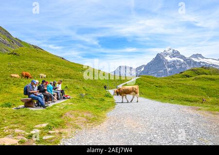 Bachalpsee, Grindelwald, Svizzera - Agosto 16, 2019: turisti relax su un banco di lavoro nelle Alpi Svizzere. Le mucche al pascolo e camminare. Montagne sullo sfondo. Paesaggio alpino. Foto Stock