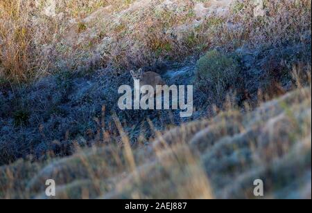 Circa 3 mese fa il baccalà Puma cub in seduta arbusti su una collina guardando verso l'alto. Foto Stock