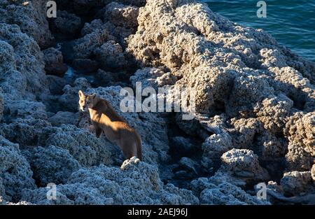 Femmina adulta di Patagonia in piedi PUMA tra i calcio rock formazione vicino alle sponde del lago Sarmiento. Foto Stock