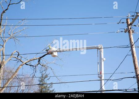 I rivestimenti del lavoratore a rami di alberi prima di abbattimento albero. Foto Stock