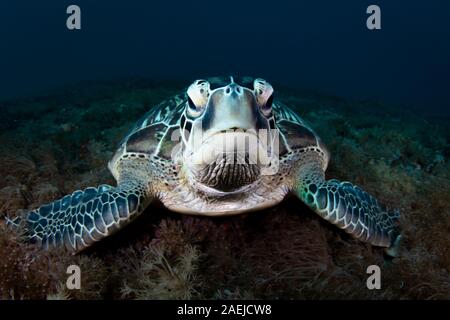 Una tartaruga verde bellissimo e in pericolo di estinzione tartarughe verdi - Chelonia Mydas - si rifugiano nelle calde acque di Komodo National Marine Park in Indonesia. Foto Stock