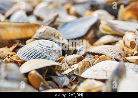 Macro foto di conchiglie multiple su una spiaggia con fuoco selettivo in grigio, marrone, arancione e bianco. Foto Stock