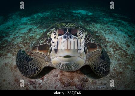 Una tartaruga verde bellissimo e in pericolo di estinzione tartarughe verdi - Chelonia Mydas - si rifugiano nelle calde acque di Komodo National Marine Park in Indonesia. Foto Stock