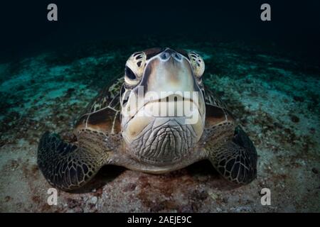 Una tartaruga verde bellissimo e in pericolo di estinzione tartarughe verdi - Chelonia Mydas - si rifugiano nelle calde acque di Komodo National Marine Park in Indonesia. Foto Stock