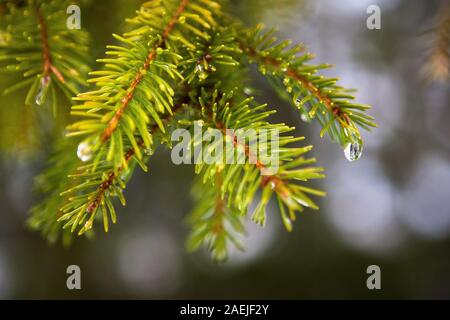 Una goccia di acqua appesa da aghi pf un albero confier durante snowmelt. Foto Stock