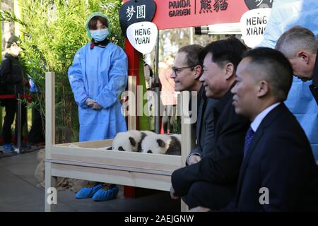 Germania, Berlino, 09/12/2019, Michael Müller, Wu Ken, nel Panda-Garden. I nomi ufficiali dei due gemelli maschio sono Meng Xiang (sospirato sogno) e Meng YUAN (soddisfatto Sogno) allo zoo di Berlino. Secondo la tradizione cinese, i nomi della Panda progenie sarà annunciato in occasione del centesimo giorno di vita. Foto Stock