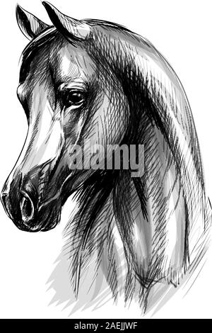 Testa di cavallo ritratto su uno sfondo bianco. Mano bozzetto. Illustrazione Vettoriale di vernici Illustrazione Vettoriale