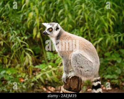 Anello lemure codato seduto su un palo in corrispondenza della Apenheul nei Paesi Bassi. Foto Stock