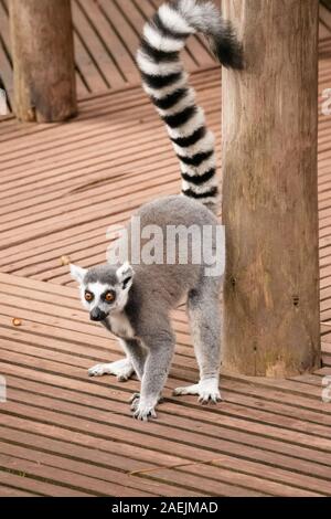 Un anello maschio Tailed Lemur profumo segnando un polo alla Apenheul nei Paesi Bassi. Foto Stock