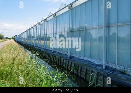 Vetro commerciale serra in Westland, Paesi Bassi. Westland è una regione nella parte occidentale del paese. High Tech impianti di produzione per Foto Stock