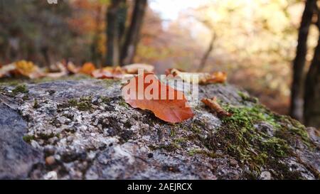 Pan sentiero escursionistico, Kamačnik, Croazia Foto Stock