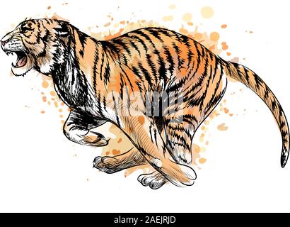 Tiger in esecuzione da una spruzzata di acquerelli, mano bozzetto. Illustrazione Vettoriale di vernici Illustrazione Vettoriale