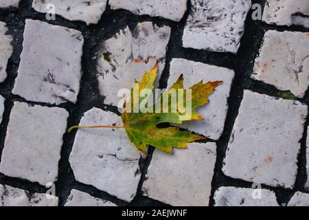 Una foglia di un albero acer si trova sulla pavimentazione acciottolata Foto Stock