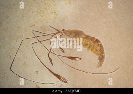 Gamberi fossili, Solnhofen calcare, crostacei, Germania Foto Stock