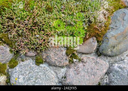 Pila di grandi ciottoli di granito o massi ricoperta con verde muschio, licheni e pianta di giardino succulente. Vista ravvicinata Foto Stock