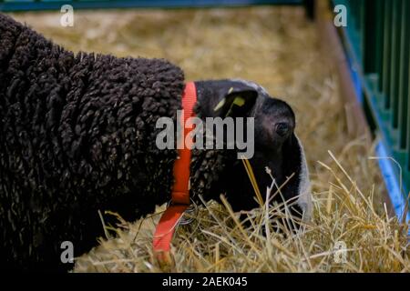 Soffice nero pecora mangia fieno ad agricolo animale mostra - close up Foto Stock