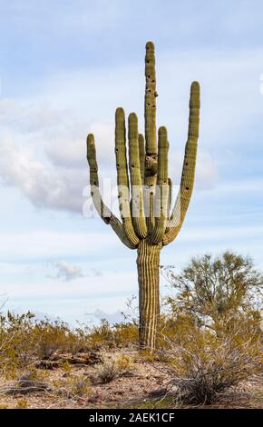 Cactus Saguaro nel deserto di Phoenix preservare, Apache Lavare Trail, Phoenix, Arizona, Stati Uniti. Foto Stock