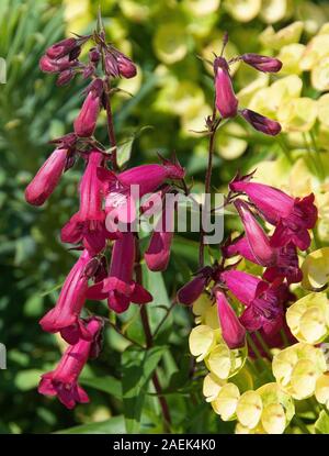 "Penstemon Garnet' Foto Stock